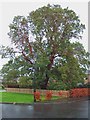 NT1682 : Madrona Tree by Simon Johnston