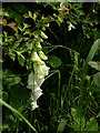 White Foxglove