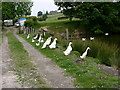 Geese, Meadow Croft