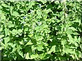 Bed of nettles