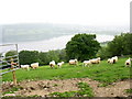 Fattened sheep on the Wenallt