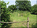 Naturalised pond