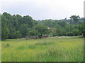 Meadow in Mickleham