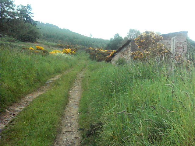 Track to the forest