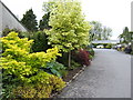 Planting at the entrance to Mahon Garden Centre