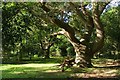 Twisted oak, Broom Hill, New Forest