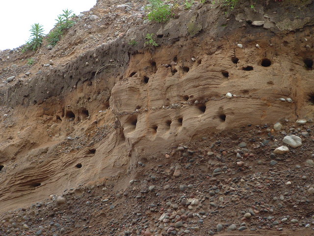 Sandmartin nests, Hillhead Quarry, Tornagrain.