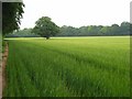 Farmland, Clatford Oakcuts