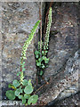 Wall Pennywort: Umbilicus rupestris