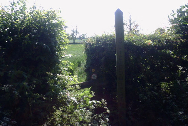 Through the Hedge (Take 2)