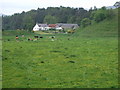 Flower meadow