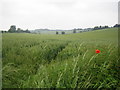 Ansells End: Whiteway Bottom