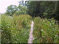 Footpath near River Allen, New Town