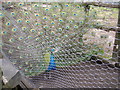 Peacock in cage, Longwood