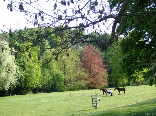 Grazing near Nags Head © Graham Horn :: Geograph Britain and Ireland