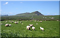 Q4211 : Sheep pasture with a view to Beenmore and Ballydavid Head by Espresso Addict