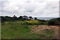 A field of wild flowers with Gerrans Bay in the  background