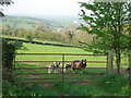 Jacob sheep on Dinmore Hill