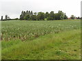 Bean field by Eythrope Park