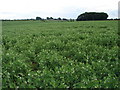 Looking towards Willoughby Heath Farm