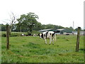 Cows at Dykehead