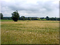 View over wheat field from Park Hall Road