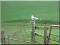 Common Gull stands sentry in upper Glenkindie