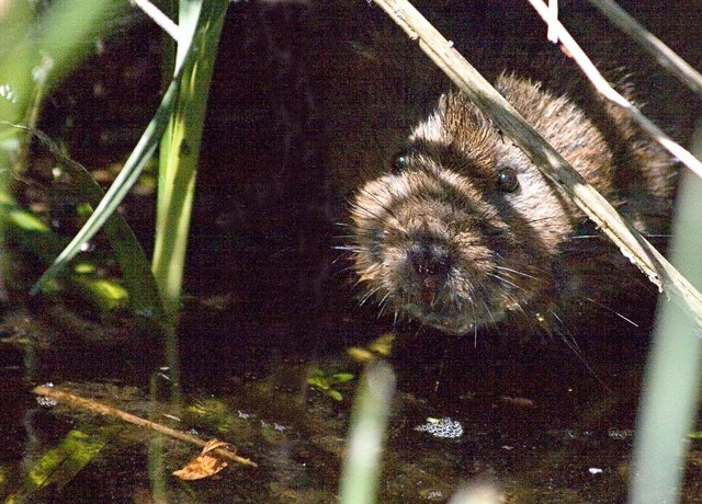 Water Vole at The Mayfly