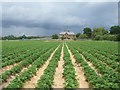 Strawberry Season at Garson