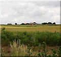 Looking across fields to Black Barn Farm, Palestine