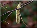 Catkins in the woods at Woodhall Spa