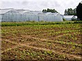 SZ5283 : Greenhouses at Great Budbridge Manor by Graham Horn