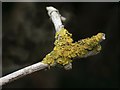 Lichen on a small branch