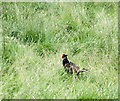 A pheasant in a Cynwyd garden