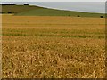 Farmland, Quarley