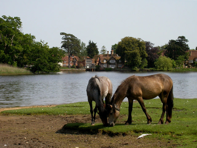 Horses Beaulieu Pond