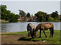 Horses Beaulieu Pond