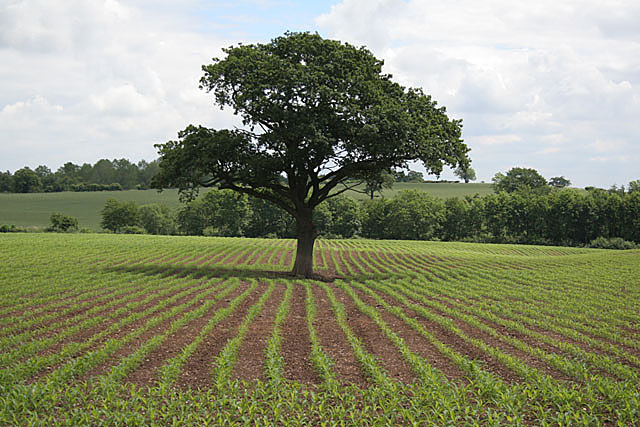 Maize and tree