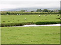 Sheep at Bolholt Reservoir