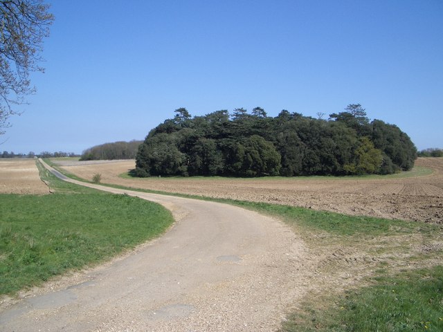 Pale Clump Coppice in Holkham Park