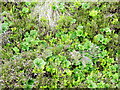 SJ0734 : Miaren Gor. Rubus Chamaemorus. Cloudberry by Eric Jones