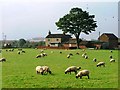 Field in Front of Halfway House