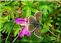 NX1391 : Northern Brown Argus by Mary and Angus Hogg