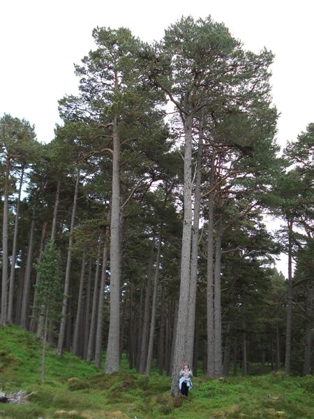 Scots Pines, Glen Feshie