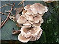 Fungi in the woods at Woodhall Spa