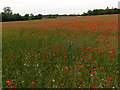 SU2744 : Poppies, Thruxton by Andrew Smith