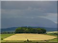 Barlennan Plantation from Mid Hill