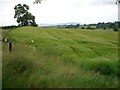 Corn field near New House Farm