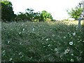 Wild flowers in St Mary