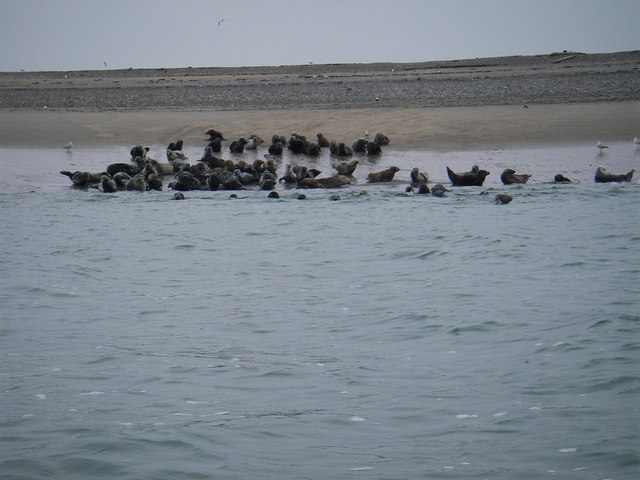 Seal colony on South Walney